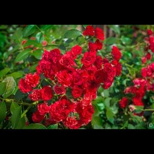 Meet your Posher, Somaya